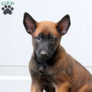 Lily, Belgian Malinois Puppy