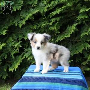 Lily, Miniature Australian Shepherd Puppy
