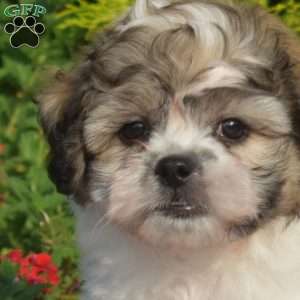 Lily, Teddy Bear Puppy
