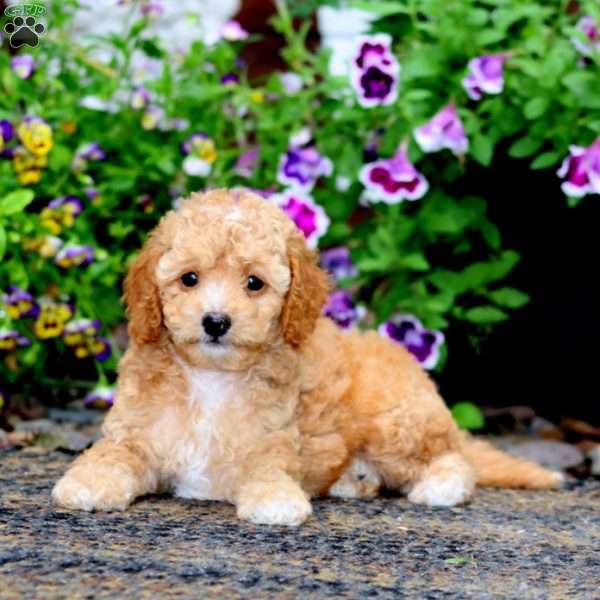 Lily, Cavapoo Puppy