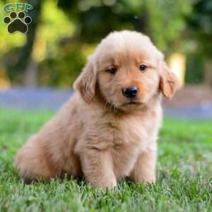 Linc, Golden Retriever Puppy