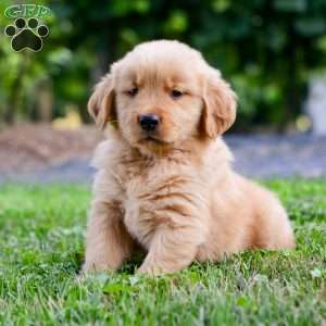 Linc, Golden Retriever Puppy