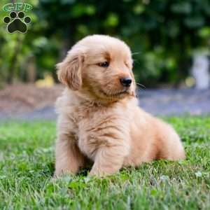 Linc, Golden Retriever Puppy