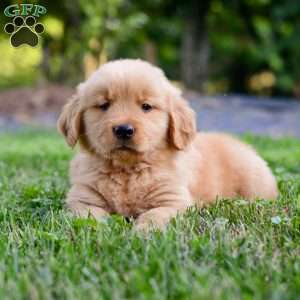 Linc, Golden Retriever Puppy