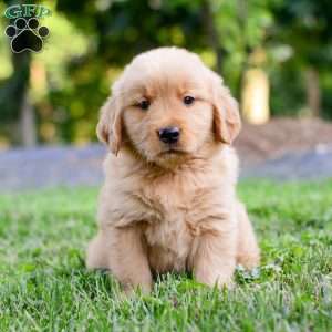 Linc, Golden Retriever Puppy