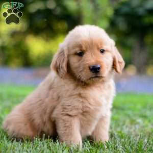 Linc, Golden Retriever Puppy