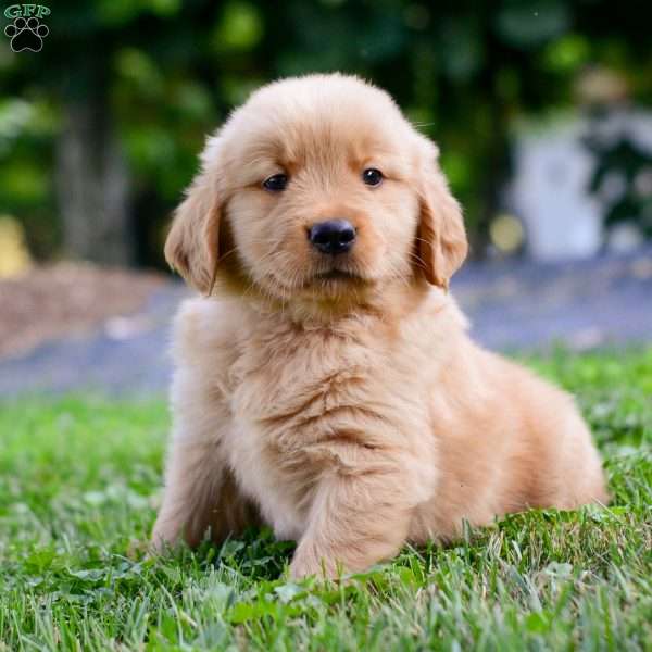 Linc, Golden Retriever Puppy