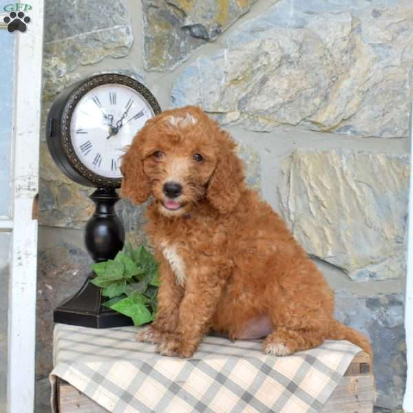 Lincoln, Mini Goldendoodle Puppy