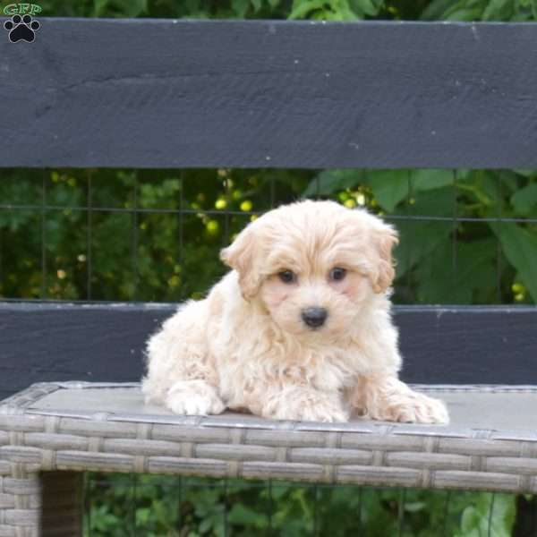 Lincoln, Maltipoo Puppy