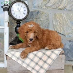 Lincoln, Mini Goldendoodle Puppy