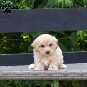 Lincoln, Maltipoo Puppy