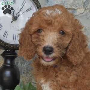 Lincoln, Mini Goldendoodle Puppy