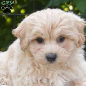Lincoln, Maltipoo Puppy