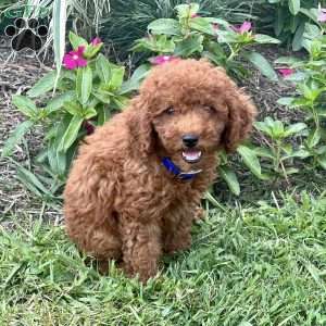 Lincoln, Miniature Poodle Puppy
