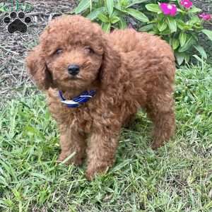 Lincoln, Miniature Poodle Puppy