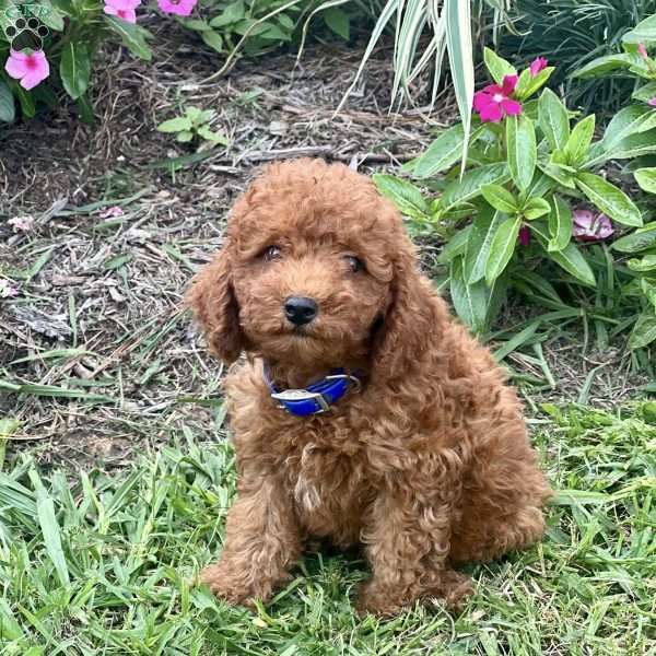 Lincoln, Miniature Poodle Puppy