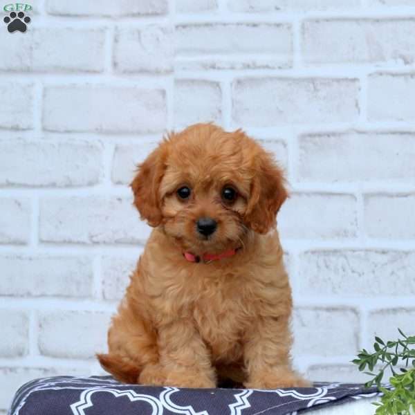 Lindsey, Cavapoo Puppy
