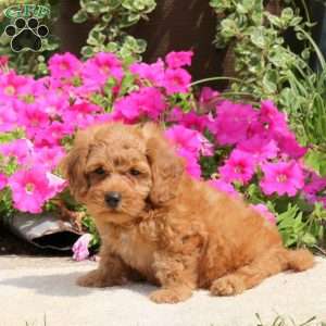 Lindsey, Havapoo Puppy
