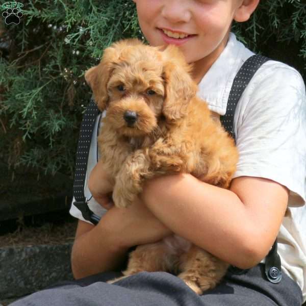 Lindsey, Havapoo Puppy
