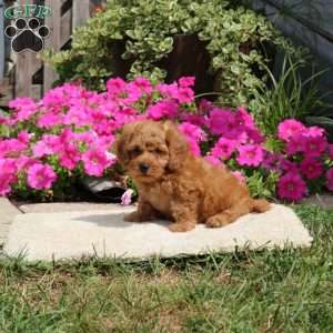 Lindsey, Havapoo Puppy