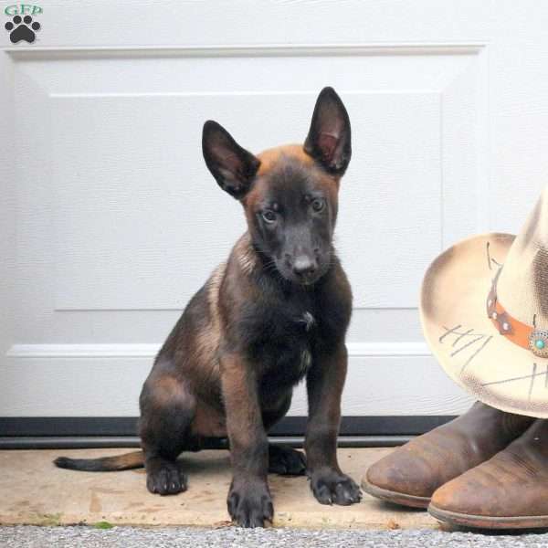 Link, Belgian Malinois Puppy