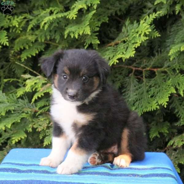 Link, Miniature Australian Shepherd Puppy