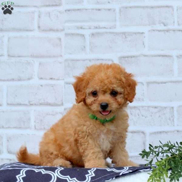 Link, Cavapoo Puppy