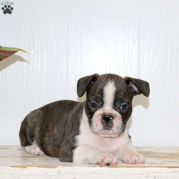 Link, Frenchton Puppy