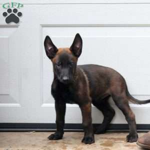 Link, Belgian Malinois Puppy
