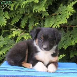 Link, Miniature Australian Shepherd Puppy