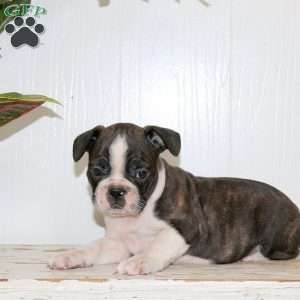 Link, Frenchton Puppy
