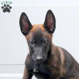 Link, Belgian Malinois Puppy