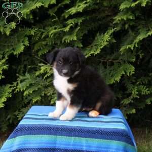 Link, Miniature Australian Shepherd Puppy
