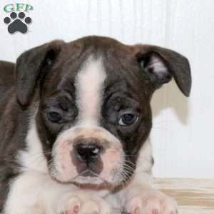 Link, Frenchton Puppy