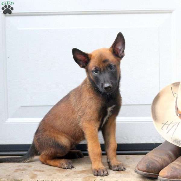 Linus, Belgian Malinois Puppy