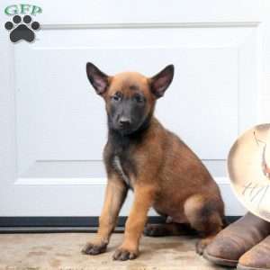 Linus, Belgian Malinois Puppy