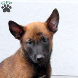 Linus, Belgian Malinois Puppy
