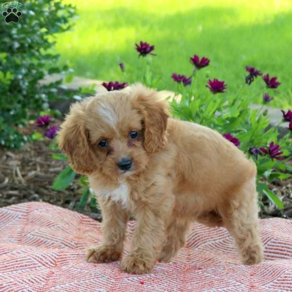 Lisa, Cavapoo Puppy