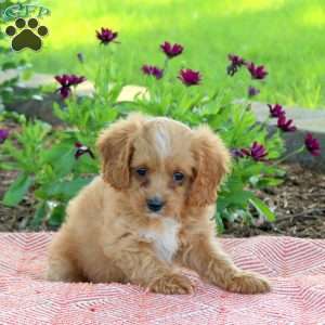 Lisa, Cavapoo Puppy