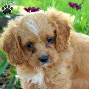 Lisa, Cavapoo Puppy