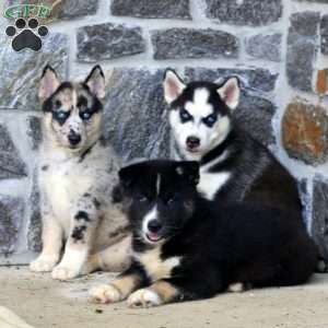 Harper, Pomsky Puppy