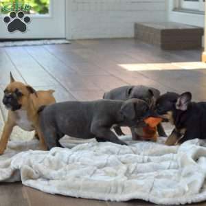 Sandy, Frenchton Puppy