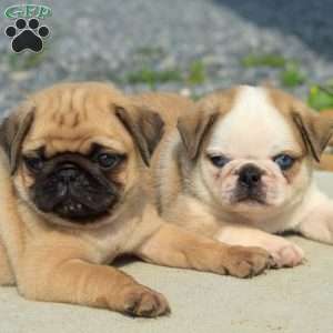 Ollie, Pug Puppy