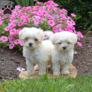Sharon, Maltese Puppy