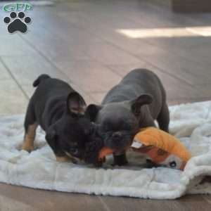 Sandy, Frenchton Puppy