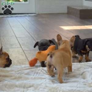 Sandy, Frenchton Puppy