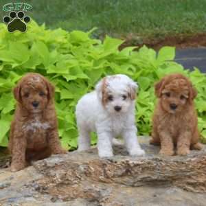 Theo, Toy Poodle Puppy