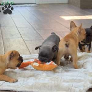 Sandy, Frenchton Puppy