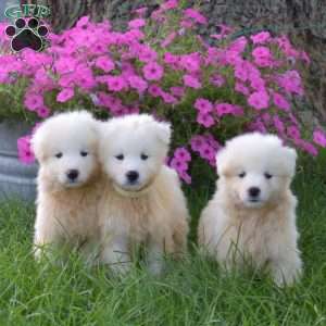 Klondike, Samoyed Puppy