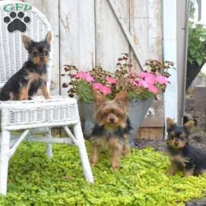 Lily, Yorkie Puppy
